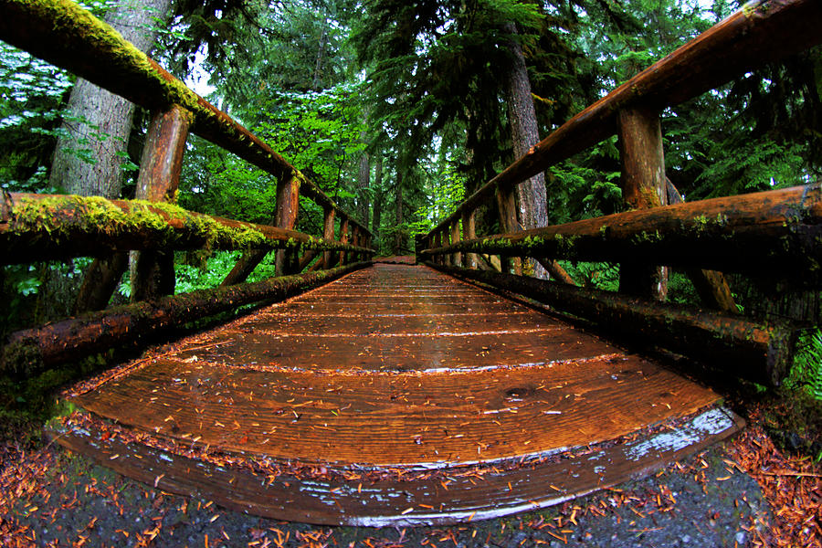 Forest Path II Photograph by Daniel Woodrum