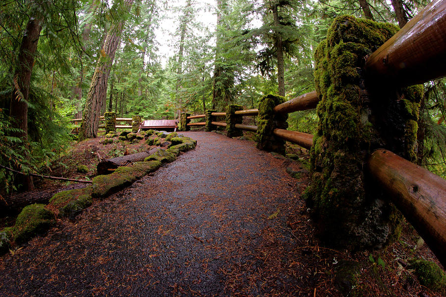 Forest Path III Photograph by Daniel Woodrum