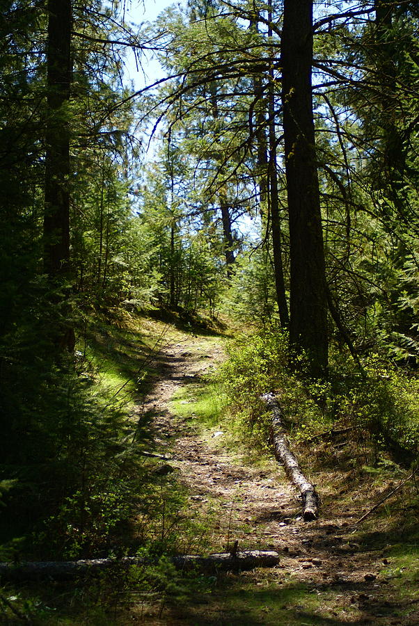 Forest Path in Spokane 2014 Photograph by Ben Upham III