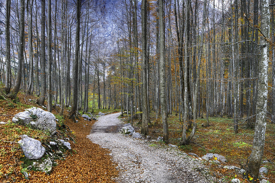 Forest path Photograph by Ivan Slosar