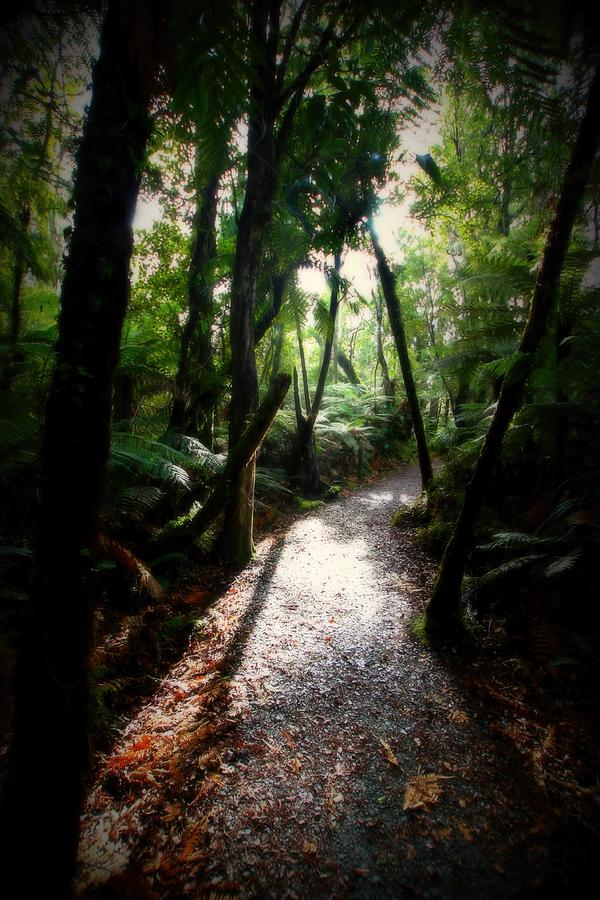 Forest Path New Zealand Photograph by Amanda Stadther