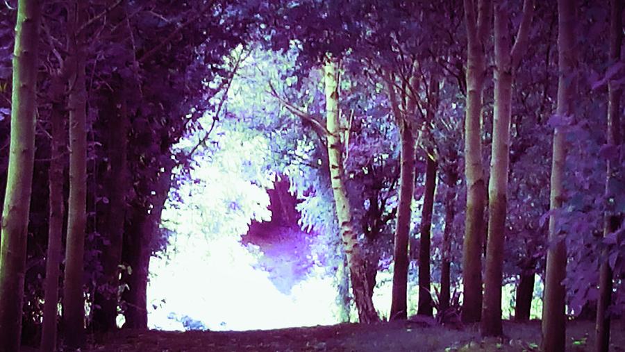 Forest Path Purple Photograph by Candy Floss Happy