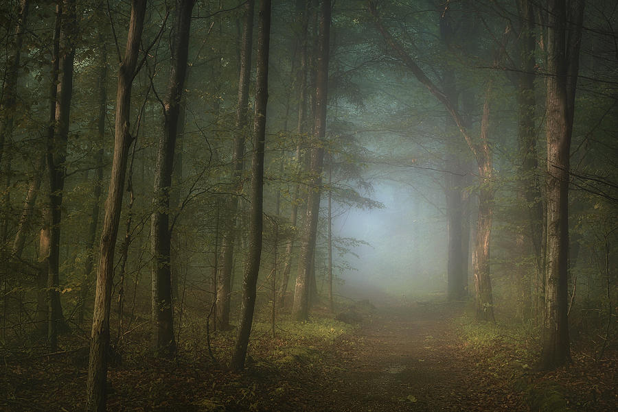 Landscape Photograph - Forest Pathway by Norbert Maier