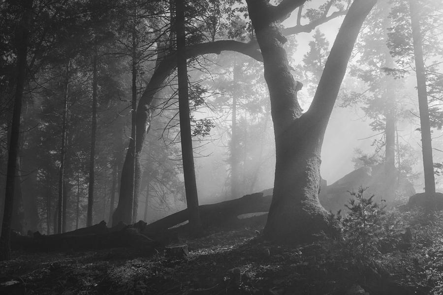 Forest Primeval Photograph by Hugh Smith