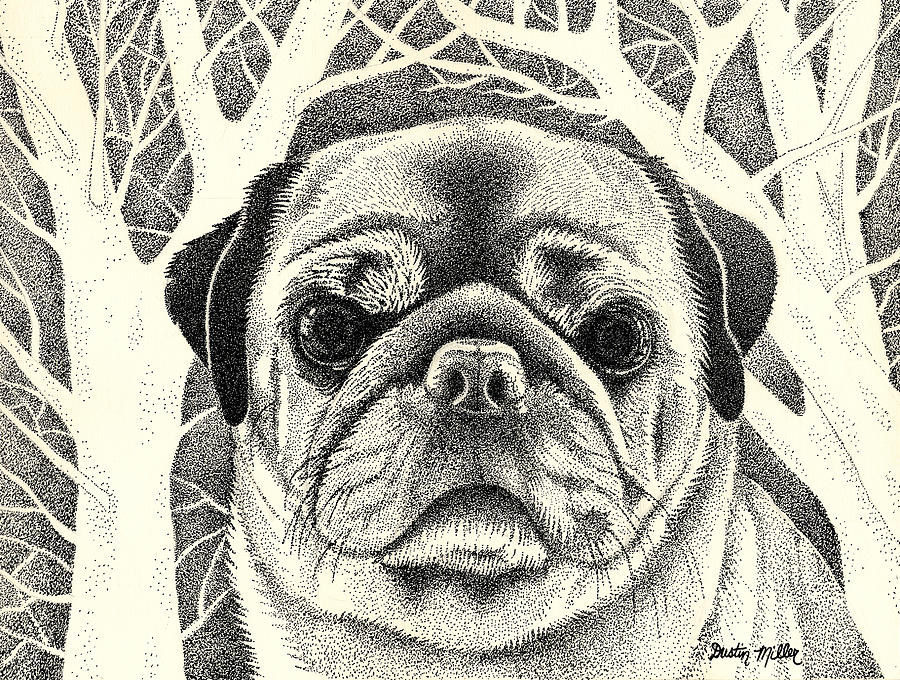 Forest Pug Drawing by Dustin Miller