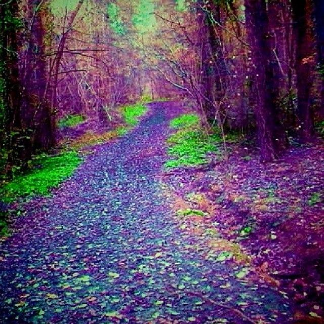 Beautiful Photograph - #forest #purple #path #green #woodland by Candy Floss Happy