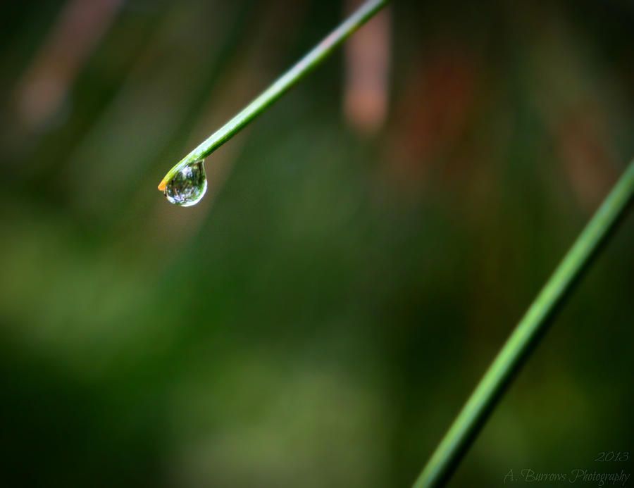 Forest Reflection in a Rain Drop Photograph by Aaron Burrows