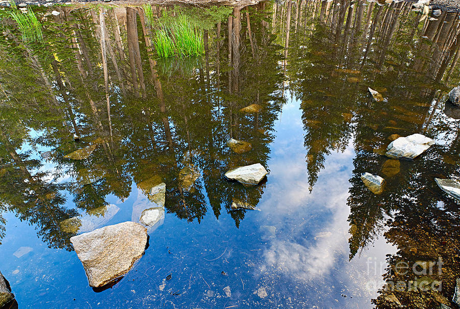 Tree Photograph - Forest Reflection by Jamie Pham