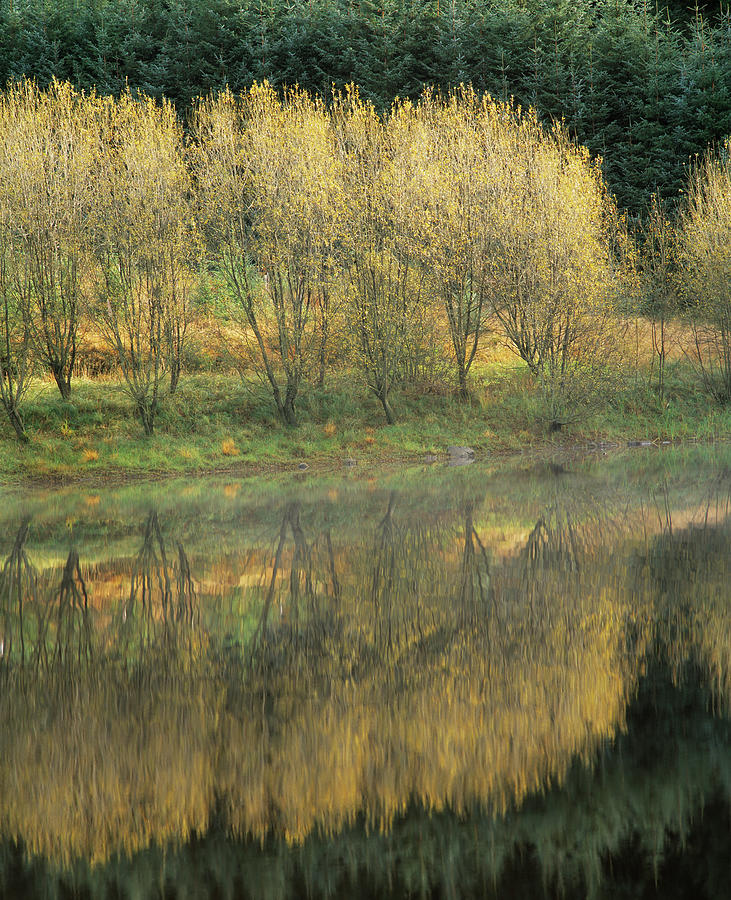 Forest Reflection Photograph by Simon Fraser/science Photo Library