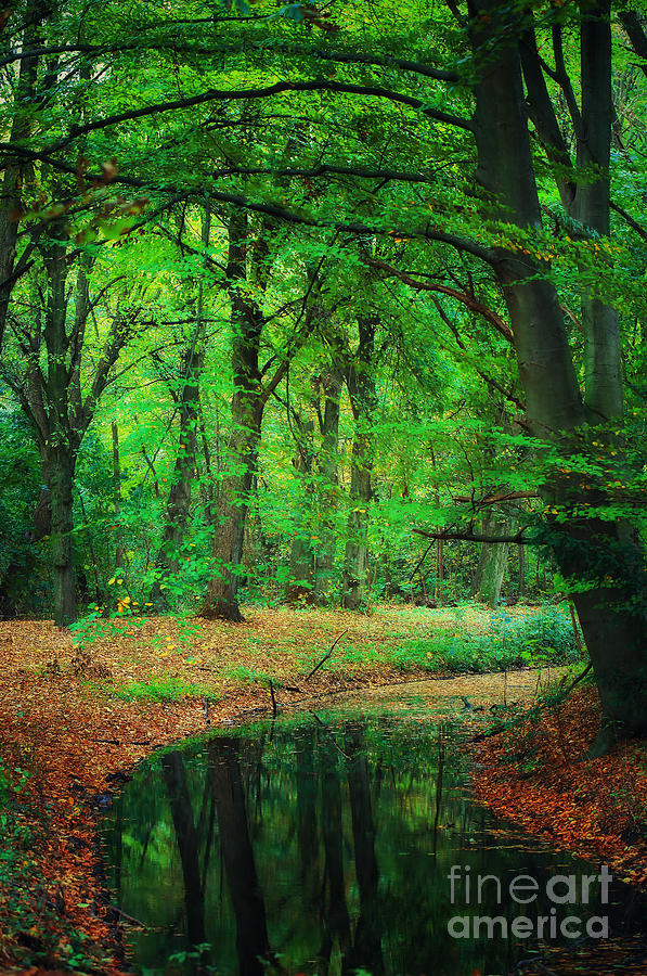 Tree Photograph - Forest reflections by LHJB Photography