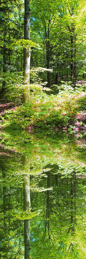 Forest reflections Photograph by John Stuart Webbstock
