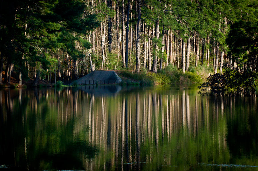 Forest Reflections Digital Art by Linda Unger