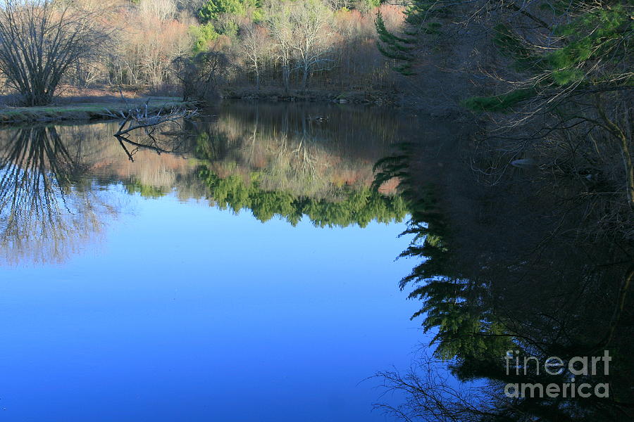 Landscape Photograph - Forest Reflections  by Neal Eslinger