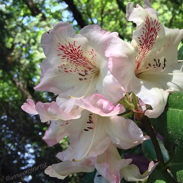 Noedit Photograph - Forest Rhododendrons I, #annasgardens by Anna Porter