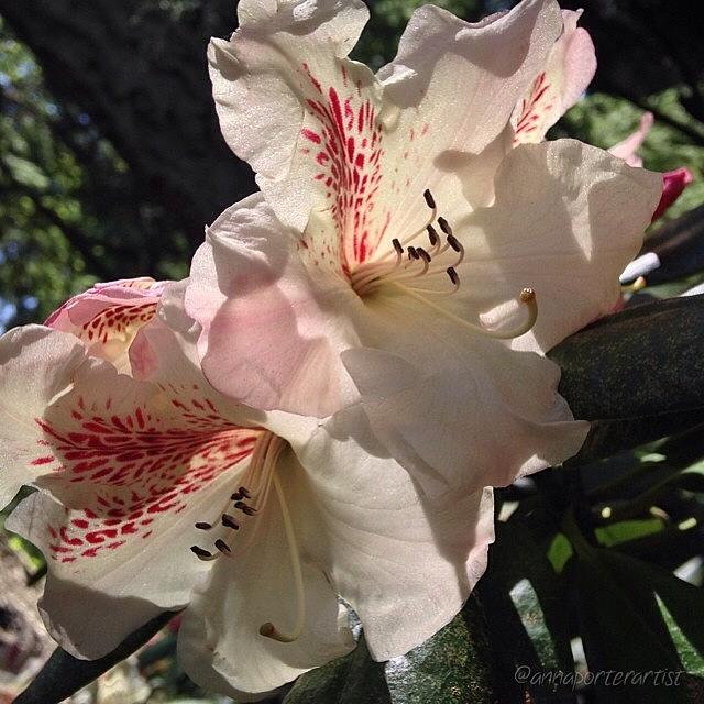 Garden Styles Photograph - Forest Rhododendrons II #annagardens by Anna Porter