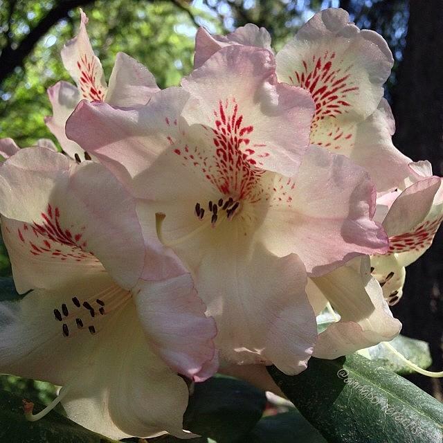 Garden Styles Photograph - Forest Rhododendrons IIi, Iphone5 by Anna Porter