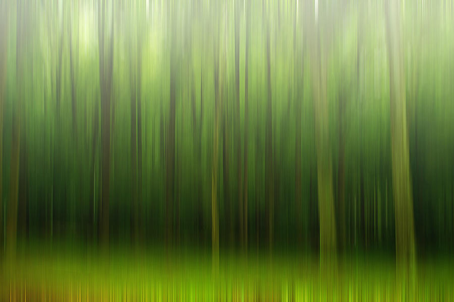 Jungle Photograph - Forest by Rima Biswas