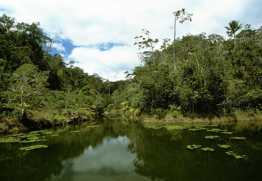 Forest River Photograph by Tony Camacho/science Photo Library
