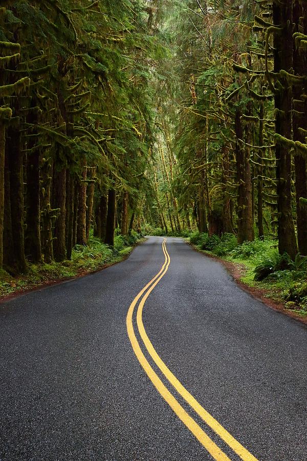 Forest Road Photograph by David Andersen