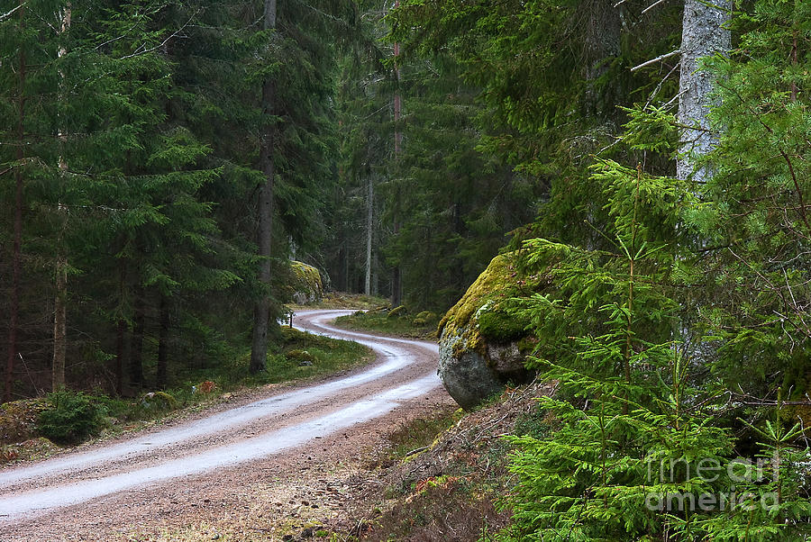 Tree Photograph - Forest road by Kennerth and Birgitta Kullman