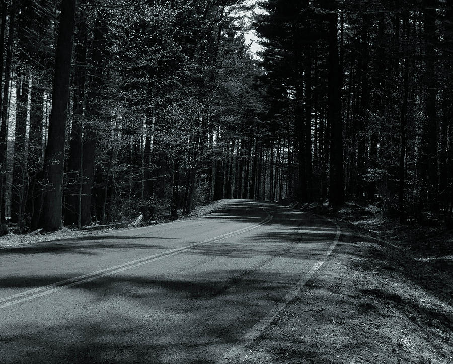 Forest road Photograph by Haren Images- Kriss Haren