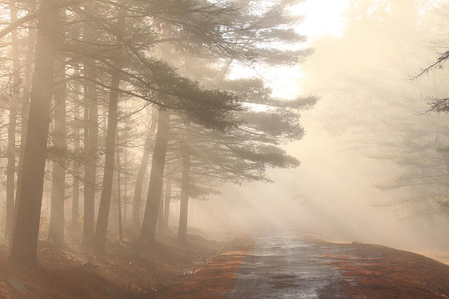 Quabbin Reservoir Photograph - Forest Road Morning Fog by John Burk