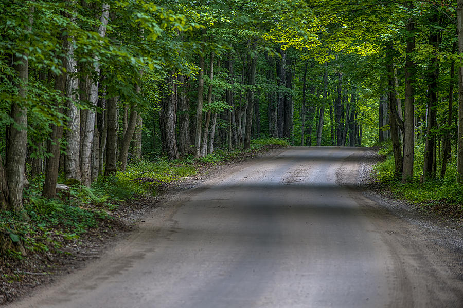Forest Road Photograph by Sebastian Musial