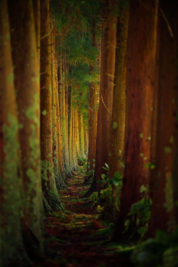 Forest Photograph by Rui Caria