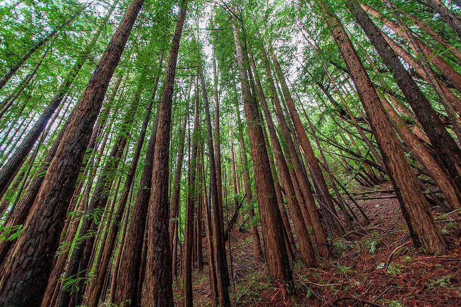 Tree Photograph - Forest Scene In Muir Woods State Park by James White