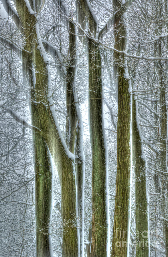 Tree Photograph - Forest Sentinels by David Birchall
