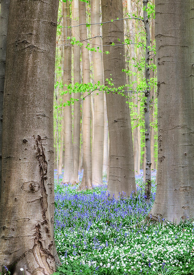 Spring Photograph - Forest Spring Flowers  by Dirk Ercken