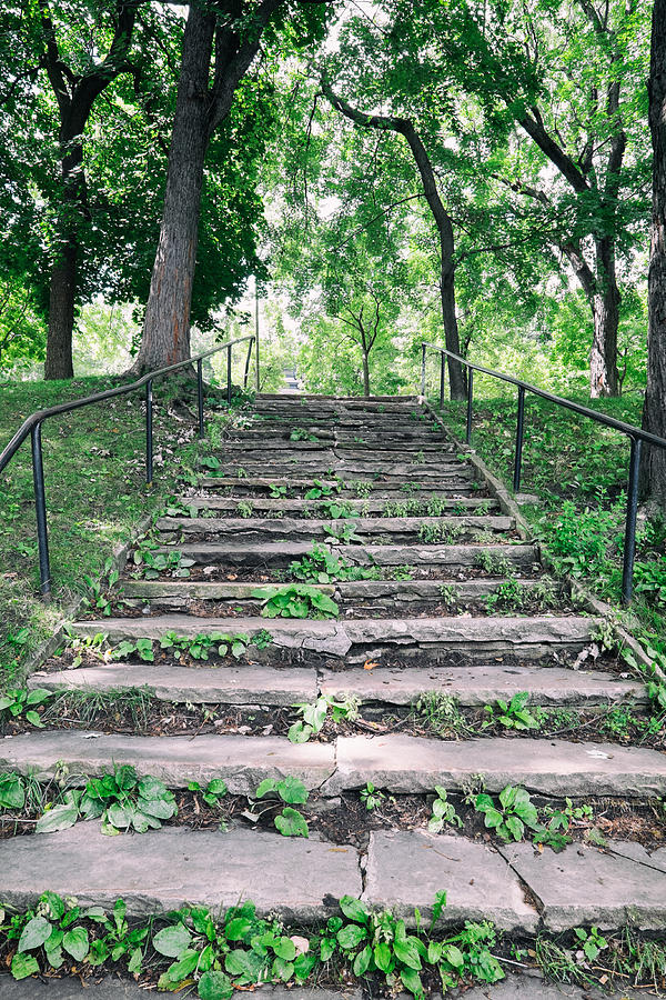 Forest Stairs Photograph