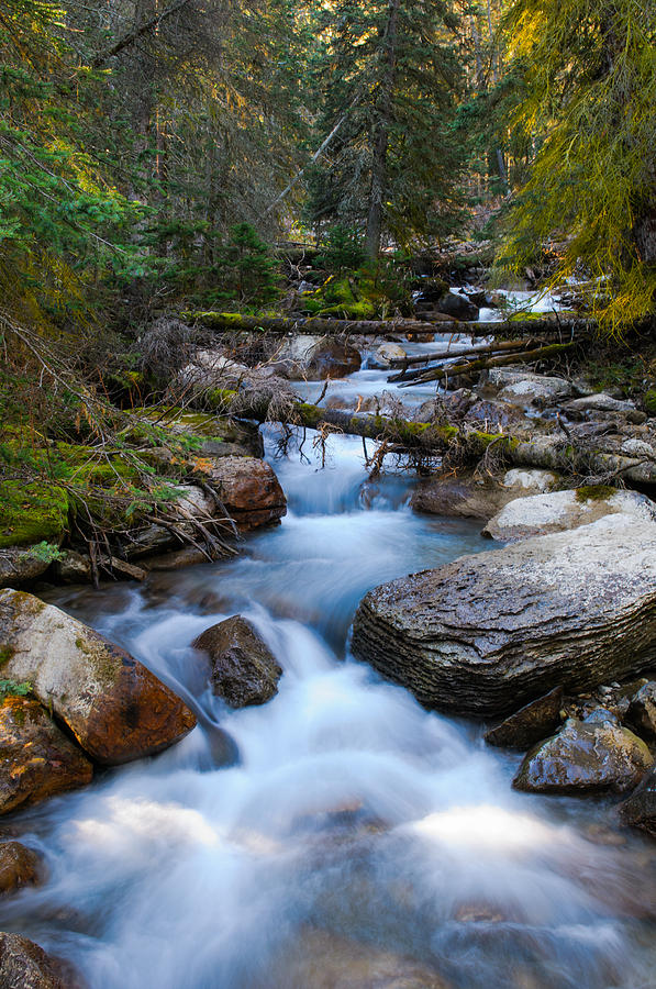 Forest Stream Photograph by Brandon Smith - Fine Art America