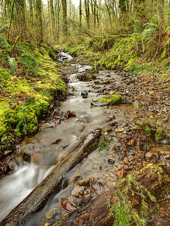 Forest Stream II Photograph by HW Kateley