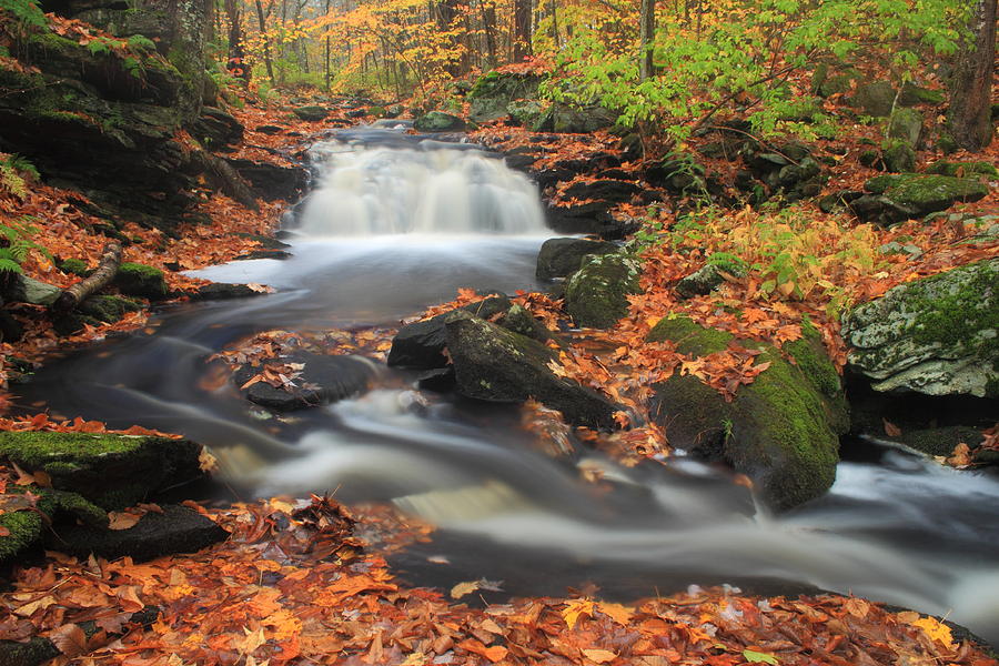 Fall Photograph - Forest Stream in Autumn by John Burk
