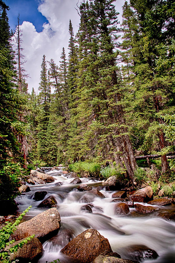 Forest Stream Photograph by James BO Insogna