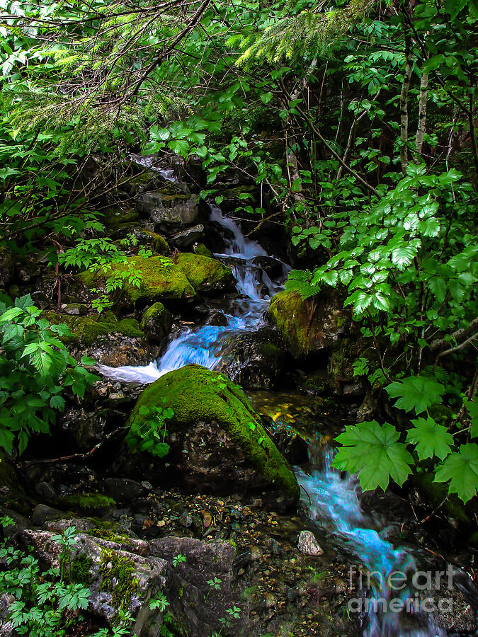 Forest Stream Photograph by Robert Bales