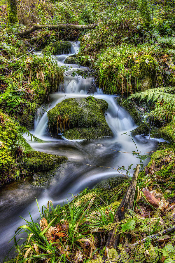 Forest Stream v2 Photograph by Ian Mitchell