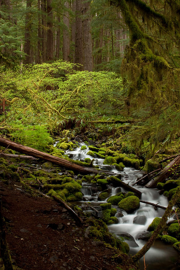 Forest Stream Photograph by Vicki Moisio - Fine Art America