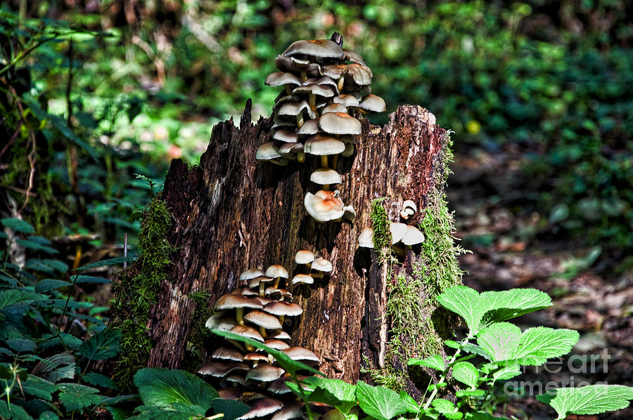 Mushroom Stump Photograph by Kirt Tisdale