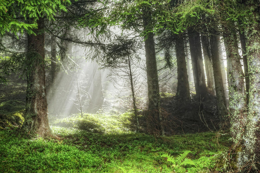 Forest Sunbeam Photograph by Davelongmedia