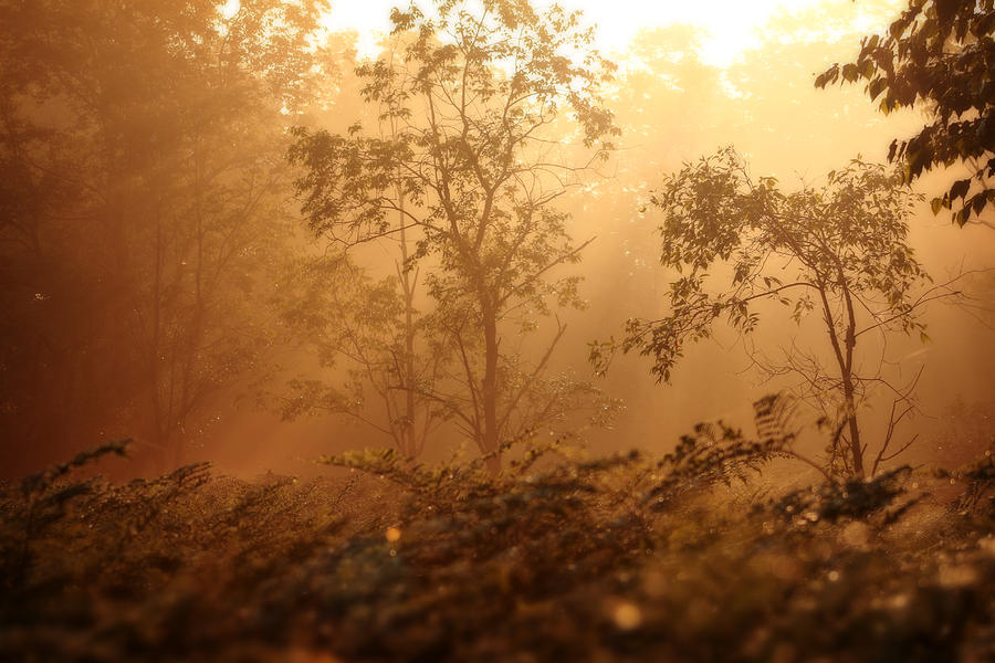 Nature Photograph - Forest Sunrise 2 by Scott Hovind
