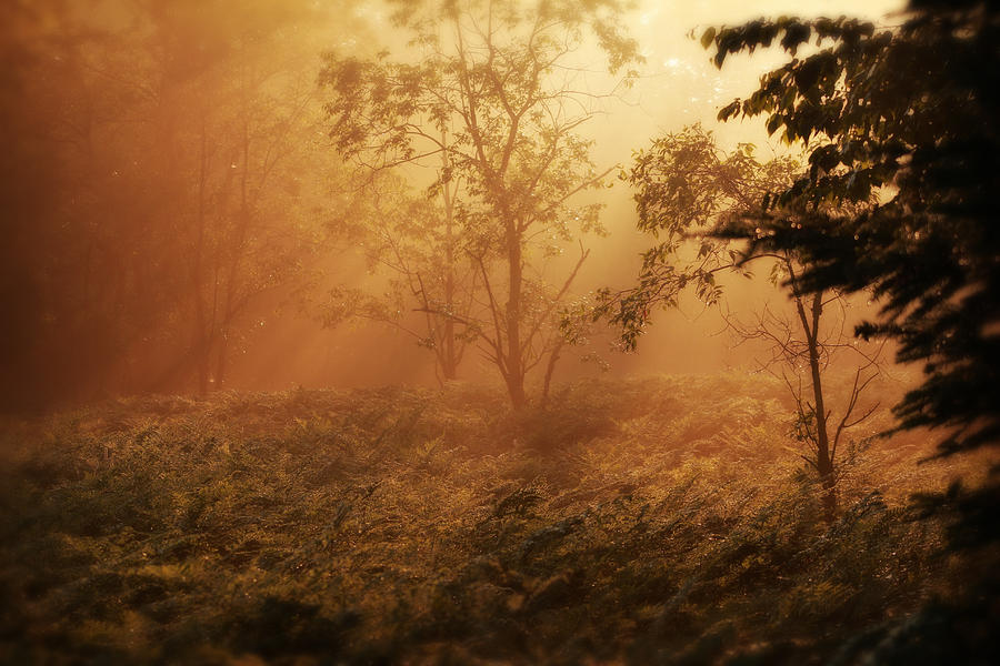 Forest Sunrise Photograph by Scott Hovind