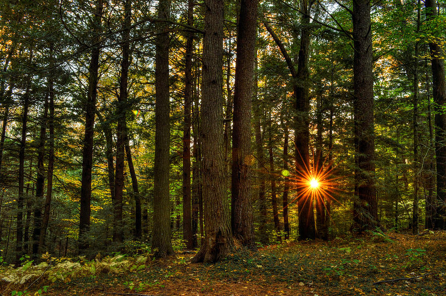 Sunset Photograph - Forest Sunset by Geoffrey Coelho