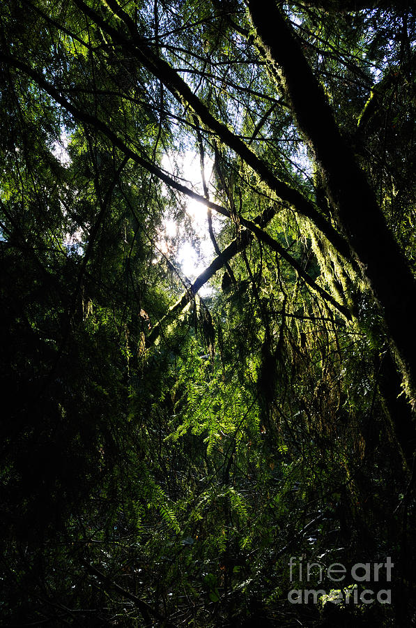 Stanley Park Photograph - Forest Sunshine by Terry Elniski
