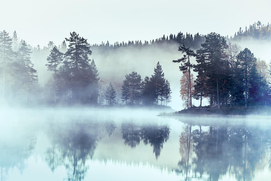 Forest surrounded by fog and mist Photograph by Baac3nes