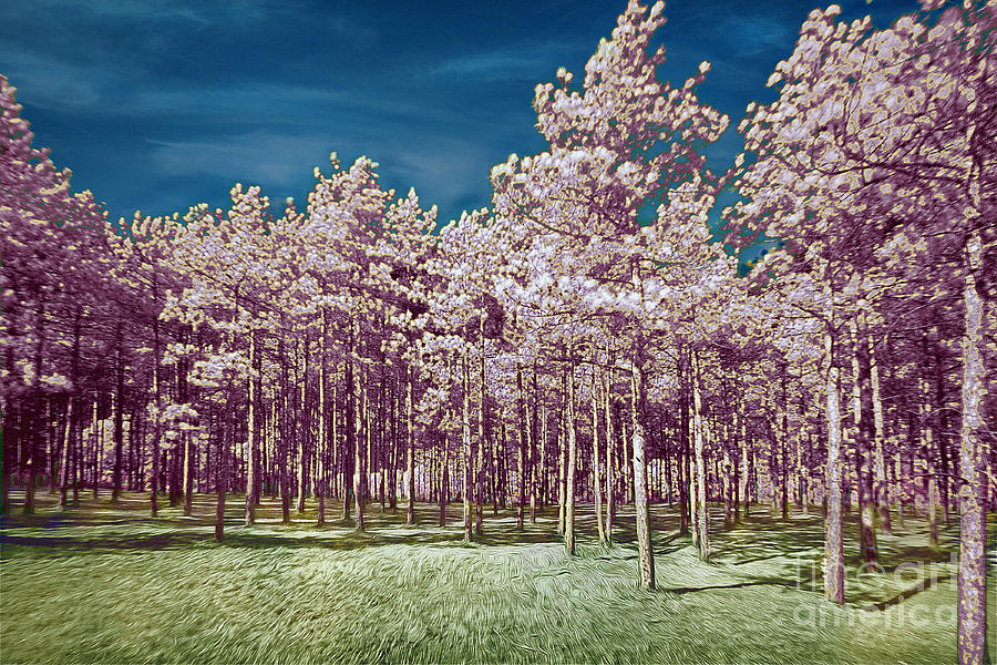 Forest Timbers in Infrared Photograph by Martin Konopacki