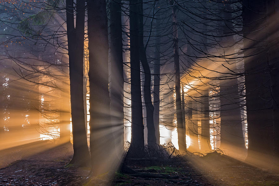 Forest Photograph by Tom Pavlasek