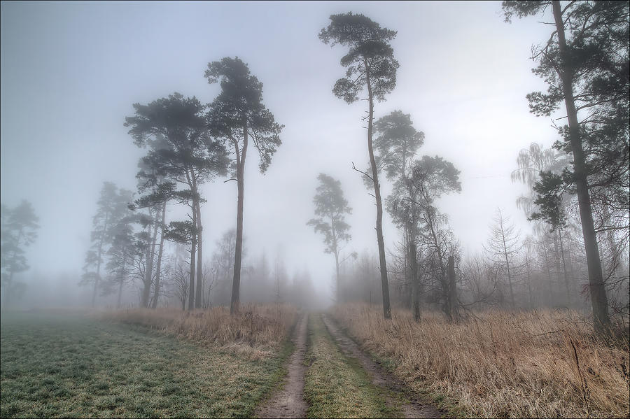 Tree Photograph - Forest Track In Mist by EXparte SE
