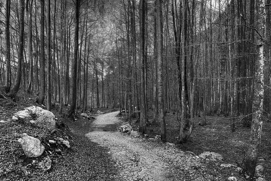 Forest trail BW Photograph by Ivan Slosar